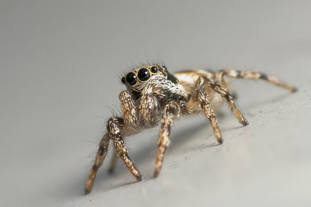Salticus scenicus